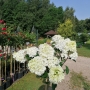 Hortenzija Šluotelinė (Hydrangea paniculata) 'Vanile Fraise' medelis